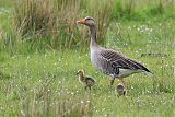 Graylag Gooseborder=